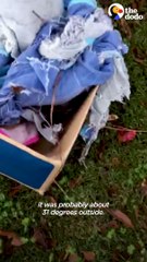 Hairless Puppy Found In A Box Turns Into The Happiest Meatball