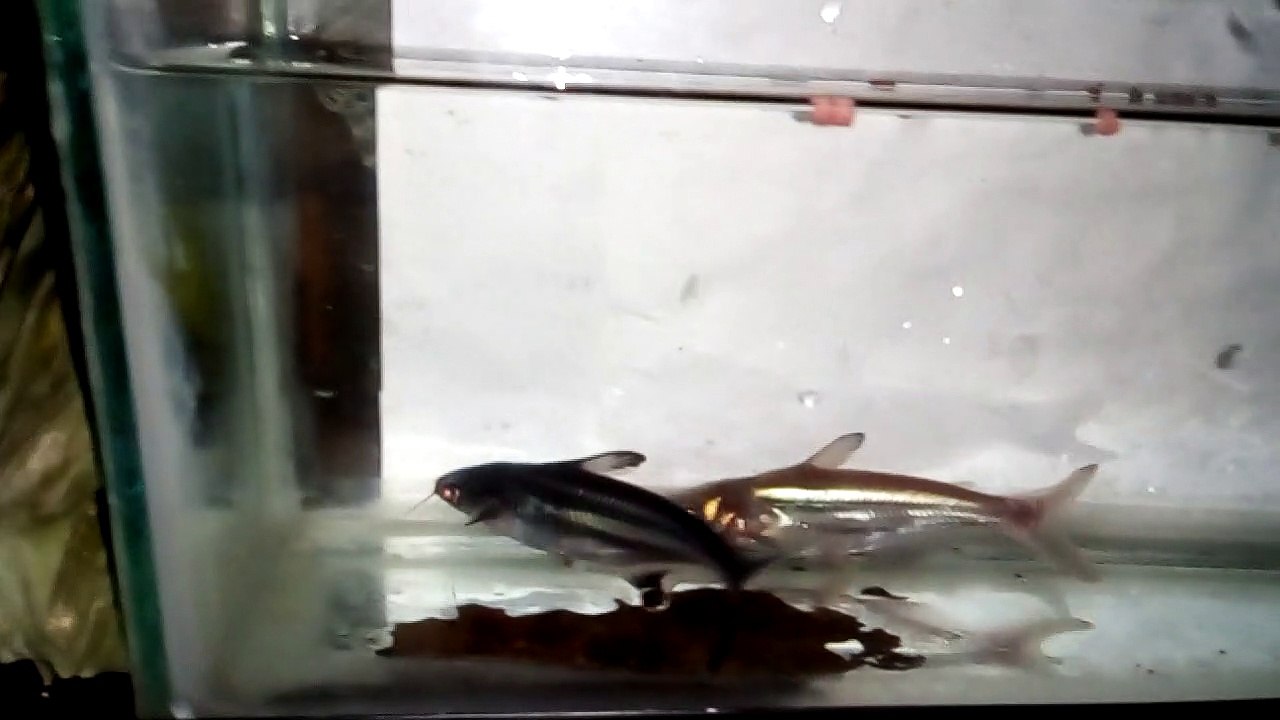 shark fish new fish