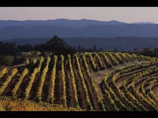 A Sonoma County winery will pay you $10000 a month to work and live | Moon TV News