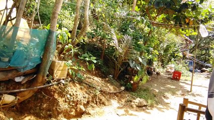 shamo with funny kids