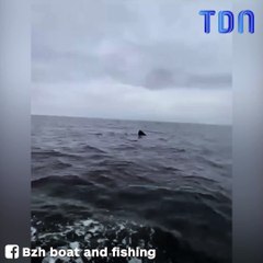 Belle-Île-en-Mer : un requin pèlerin de 8 mètres passe juste en-dessous d'eux