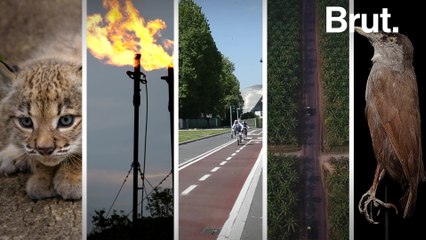 5 good news stories for the planet