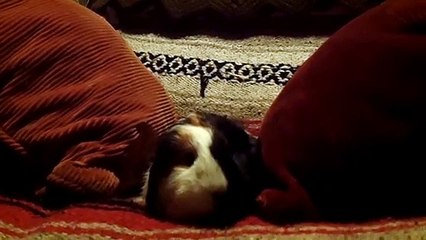 CAVIA PORCELLUS TURMERIC 102_3773