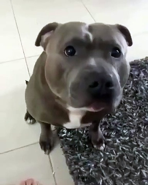Funny dogs