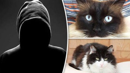 रहस्य बना हुआ है ये 'सीरियल किलर', इंसान नहीं जानवरों को उतारता था मौत के घाट