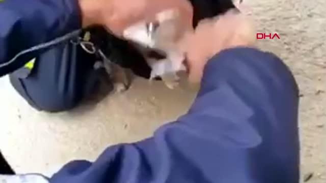 DENİZLİ Konserve kutusuna başı sıkışan kediyi itfaiye ekipleri kurtardı