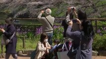 Los cerezos en flor de Tokio atraen cientos de personas