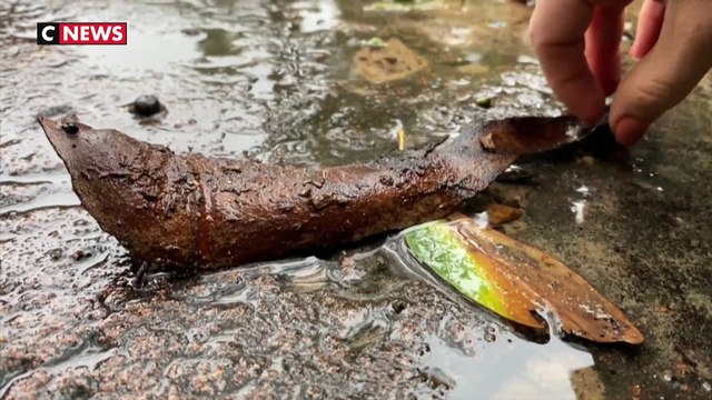 Australie : des millions d'araignées géantes fuient les inondations
