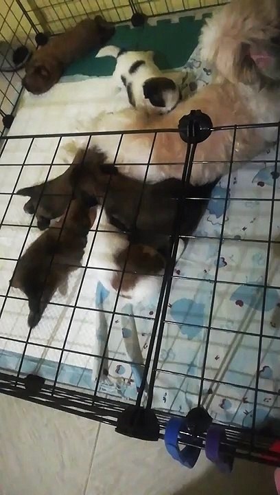 Puppies