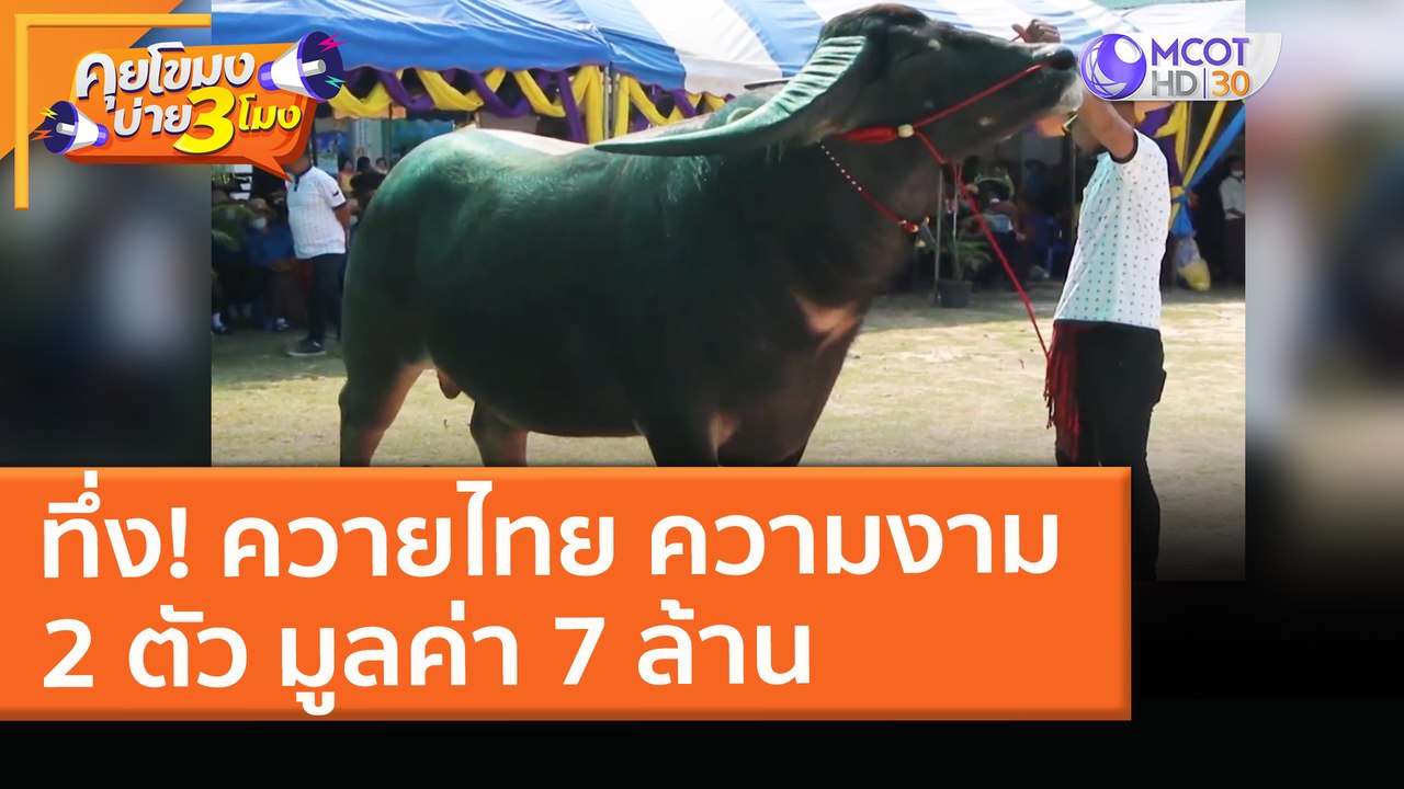 ทึ่ง! ควายไทย ความงาม 2 ตัว มูลค่า 7 ล้าน (24 มี.ค. 64) คุยโขมงบ่าย 3 โมง