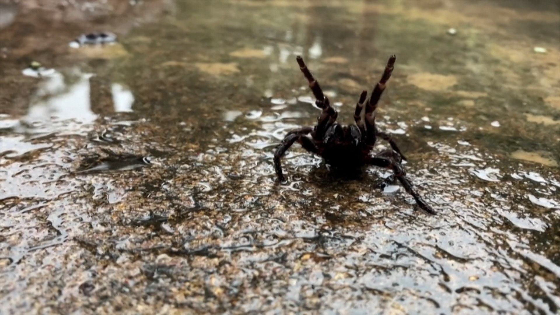 Australien warnt vor "Plage" der giftigsten Spinne der Welt - video  Dailymotion