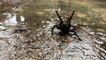 Australien warnt vor "Plage" der giftigsten Spinne der Welt