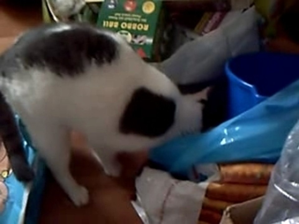 Chat en flag !