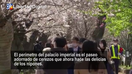 Los cerezos en flor de Tokio atraen cientos de personas a pesar de la pandemia