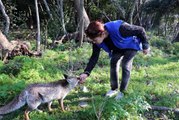 Milli Park'ta karşılaştığı tilkiyi eliyle besledi