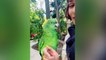 Parrot Talking  Smart And Funny Parrots Video  Pets Town