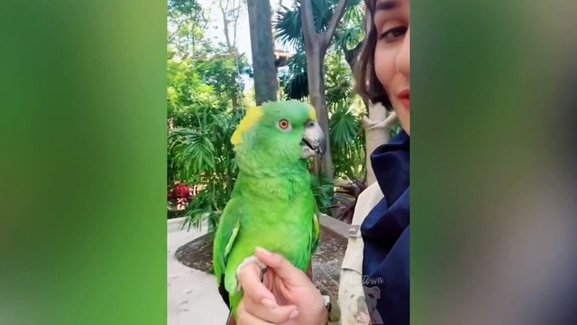 Parrot Talking Smart And Funny Parrots Video Pets Town