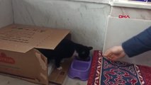 BURSA Camide doğum yapan kedi ve 4 yavrusuna cemaat sahip çıktı