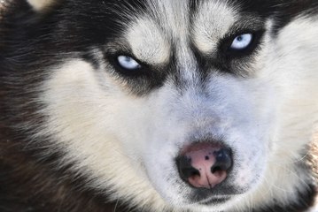 Julien Alloin, infirmier et directeur des centres de vaccination