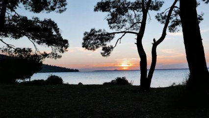 Birdsong. Listen to the sound of nature, perfect for sleep, relax, read and meditate.