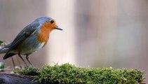 Robin Bird Forest Nature Spring