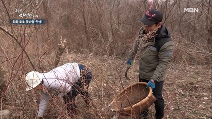관절 건강에 최고! 자연인이 거침없이 캐는 OO의 정체는?!