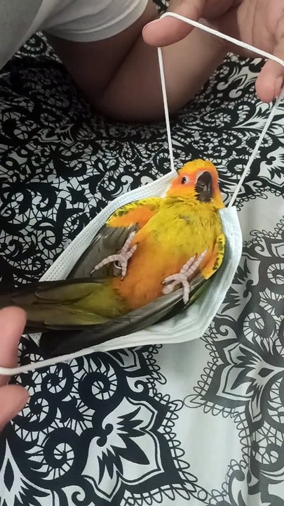 Sun Conure in a Facemask