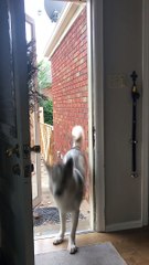 Dog Lets Himself In