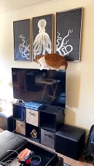 Kitty Cat Takes Out TV