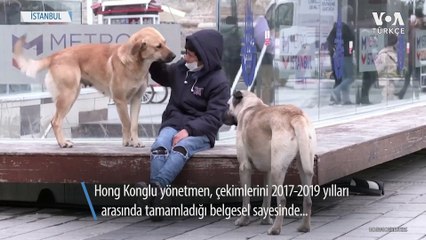İstanbul’un Sokak Köpekleri Belgesele Konu Oldu