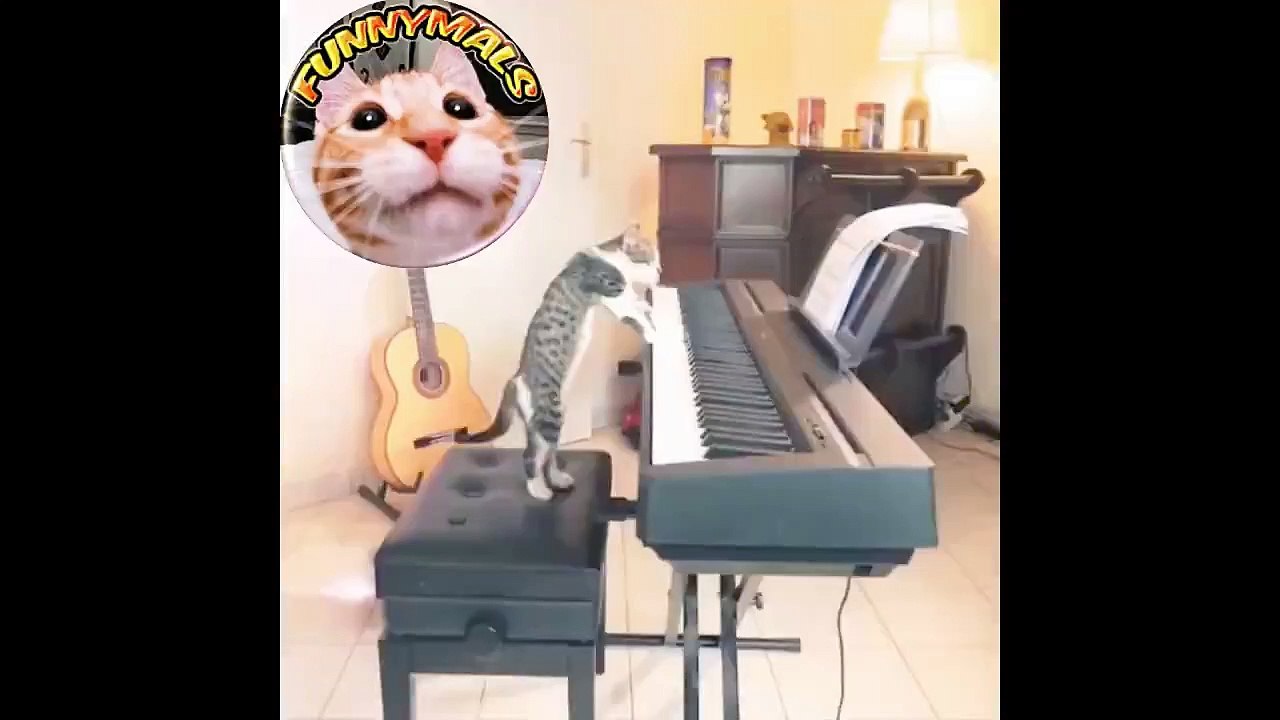 A Super Collection of True Cat Crossings!