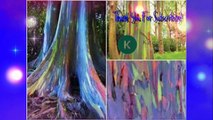 Beautiful Rainbow Eucalyptus Trees