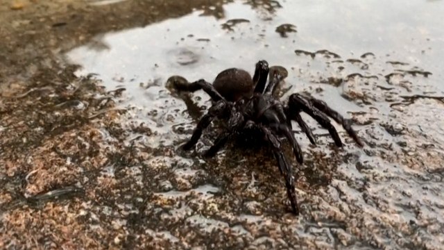 Les fourmis pourraient être utiles pour chasser les araignées de