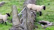 Vida Animal | Conociendo a las ovejas - Nex Panamá