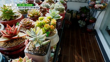 발코니에 펼쳐진 다육식물 정원 ✿¸.•°*”˜ƸӜƷ