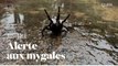 En Australie, les mygales fuyant les inondations envahissent les maisons