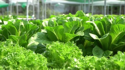Hydroponics Can Keep Their Organic Status, Court Rules