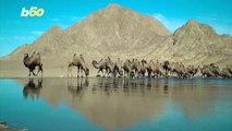 Camel Clutch! Stampede of Wild Camels Caught on Video in Chinese Nature Reserve!