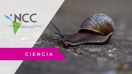 Estudiantes mexicanas obtienen de forma natural la oxitocina del caracol de río