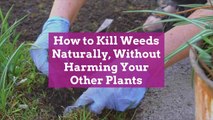 How to Kill Weeds Naturally, Without Harming Your Other Plants