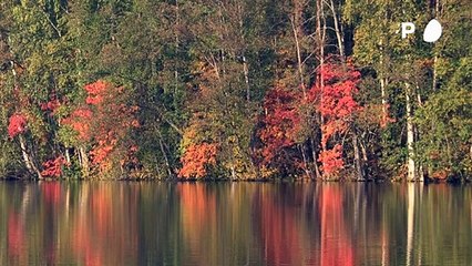 التكنولوجيا تساعد في تحقيق "التشجير الذكي" في فنلندا