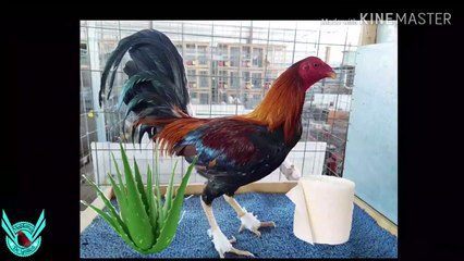 COMO CURAR LOS CAYOS EN LAS PATAS DE LOS GALLOS