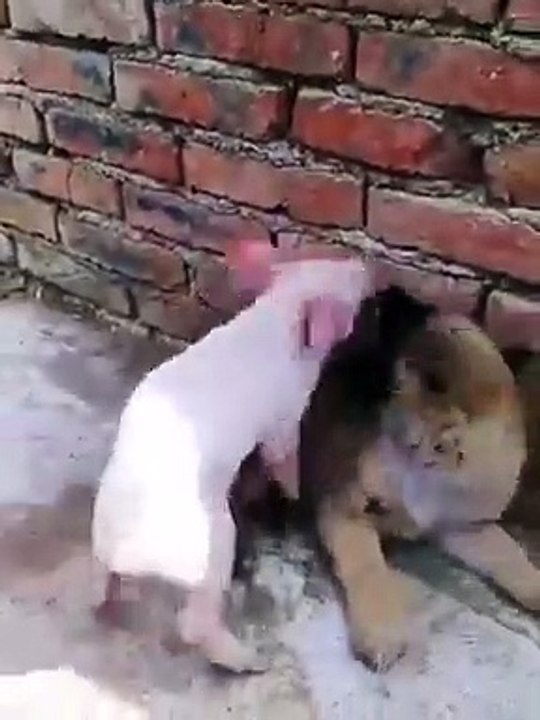fight dog vs pig funny video