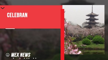 WUHAN REALIZA EL FESTIVAL DE LOS CEREZOS EN FLOR.