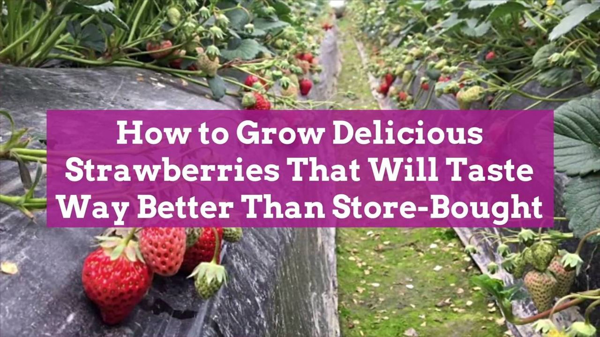 How To Grow Delicious Strawberries That Will Taste Way Better Than Store Bought Video Dailymotion