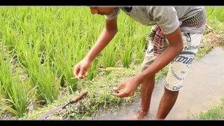 Best Amazing Fishing Video In The World  Best Natural Fishing Video