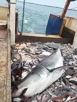 Ce que ces pecheurs découvrent dans leur filet est impressionnant : grand requin blanc