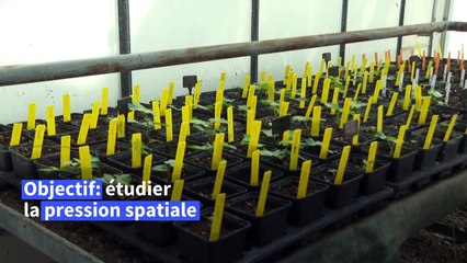 Du Petrus et des plants de vigne envoyés dans l'espace pour tester leur "résilience"
