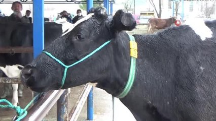 Simav'da canlı hayvan pazarı tekrar açıldı