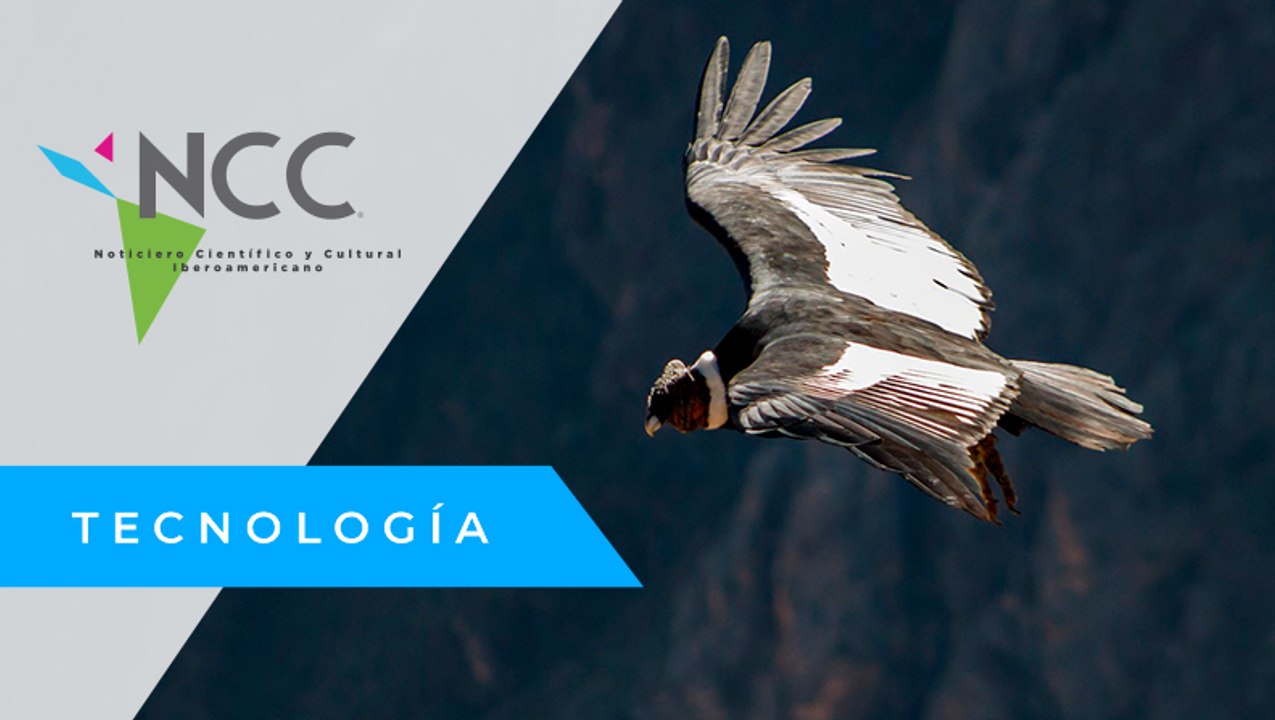 Envenenamiento y cacería, ponen al Cóndor Andino en peligro de extinción